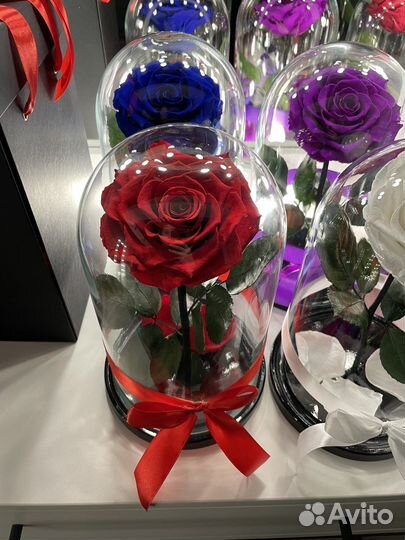 Живая роза в колбе