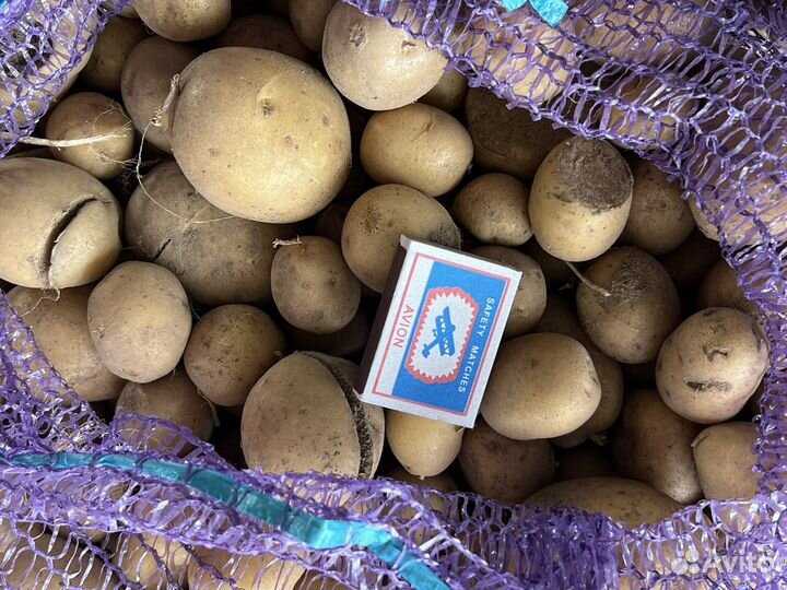 Мелкий картофель на корм животным