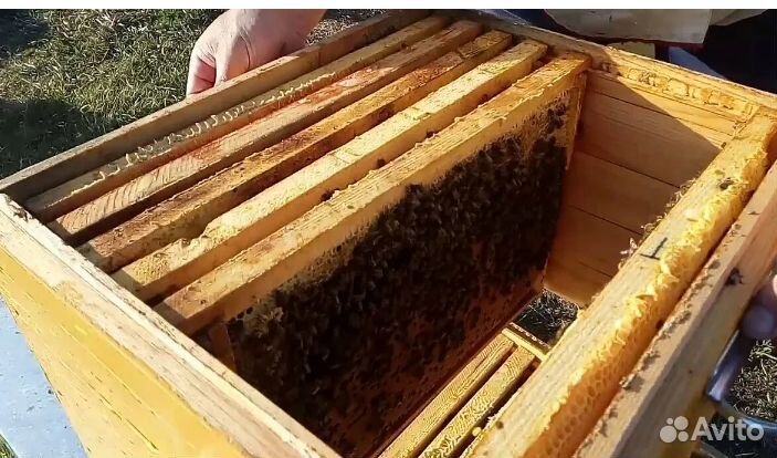 Пчелы с ульями