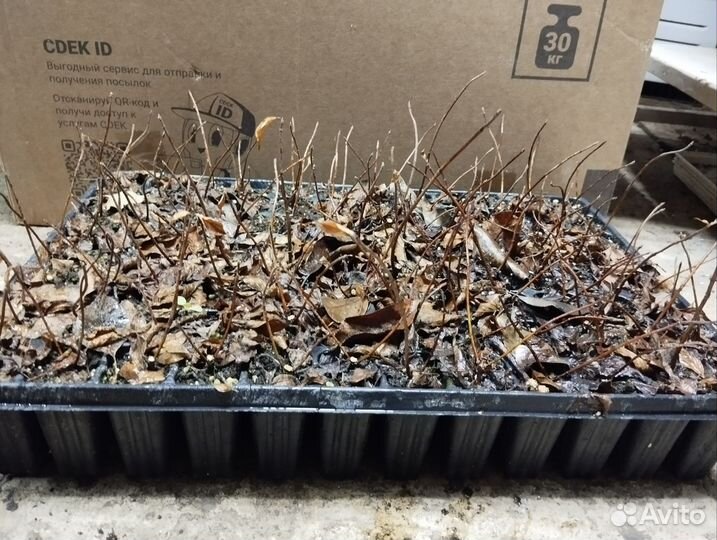 Гортензия Ванила фрайз черенки в кассете