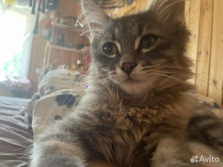 Котик в добрые руки