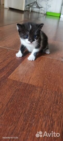 Кошка в дар бесплатно