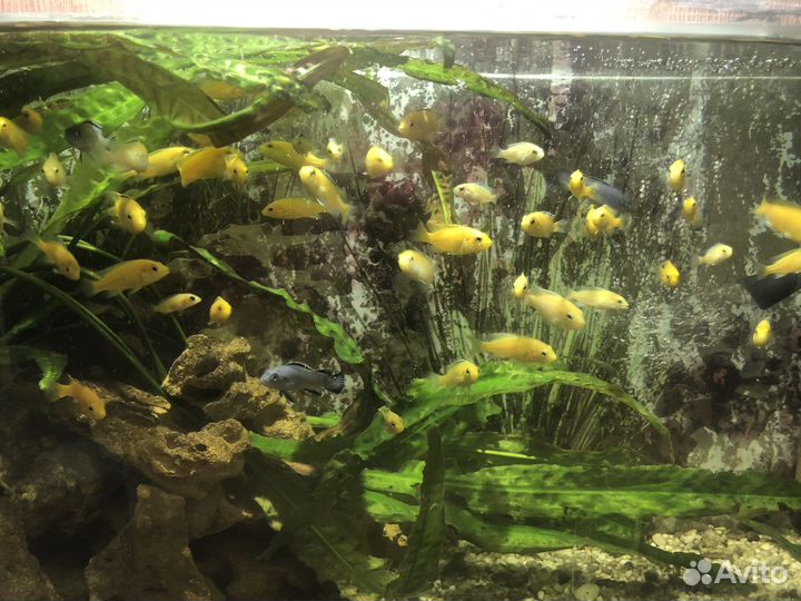 Аквариумные рыбки