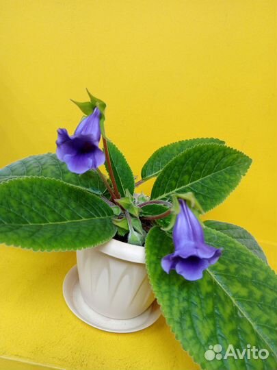 Глоксиния цветущая