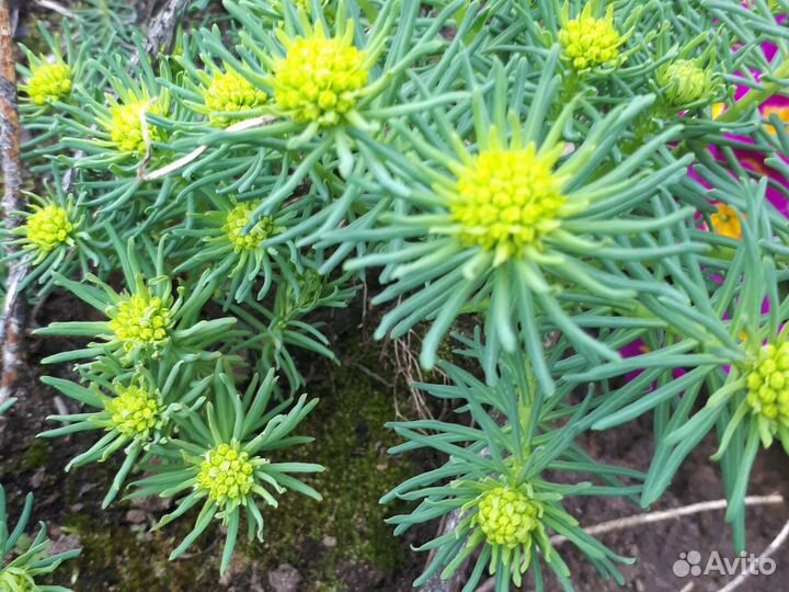 Молочай кипарисовый