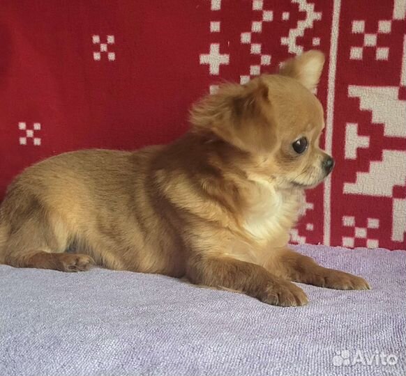 Чихуахуа чудесные мальчишки