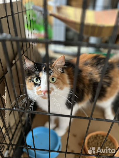 Я очень хочу домой