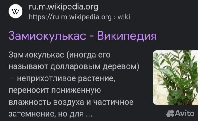 Замиокулькас