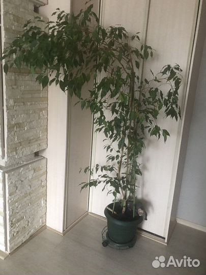Фикус 2м30см