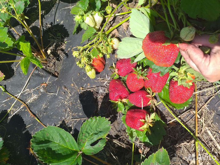 Клубника 37 сортов Генри, Ания, Бравура