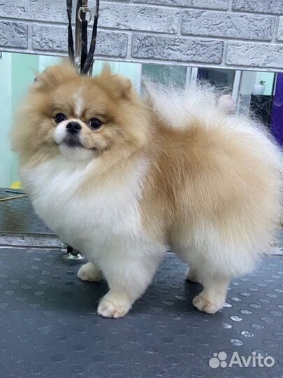 Груминг (стрижка) собак и кошек