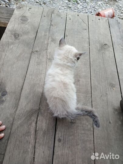 Отдам котят