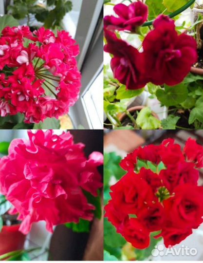 Пеларгония герань