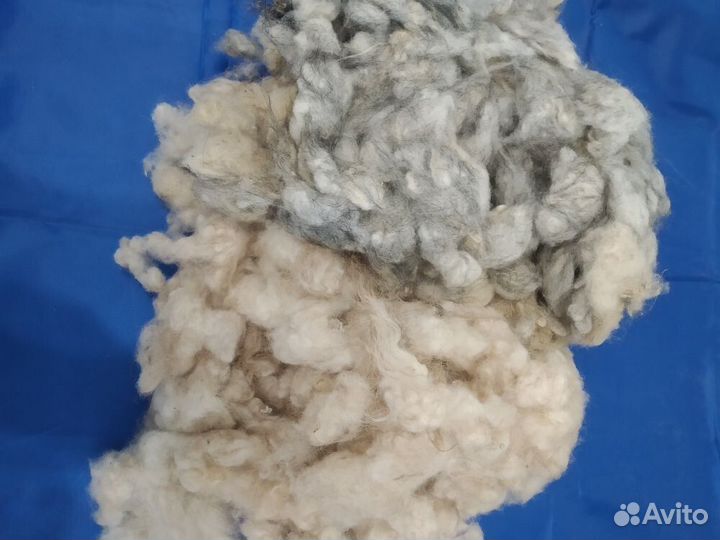 Продам овечью шерсть