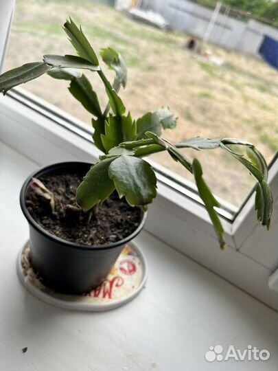 Белый декабрист