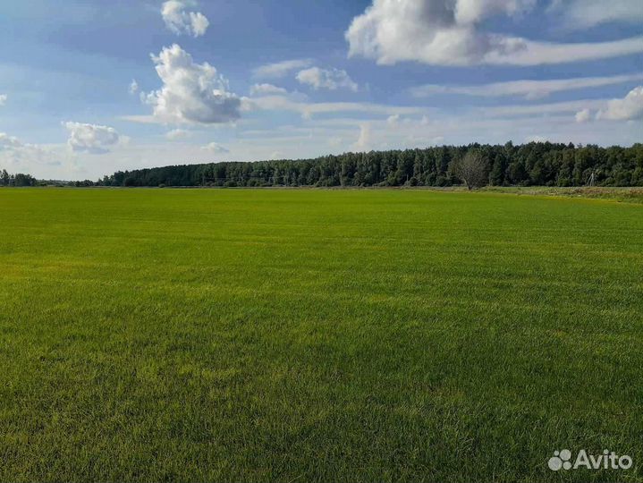 Укладка и продажа газона