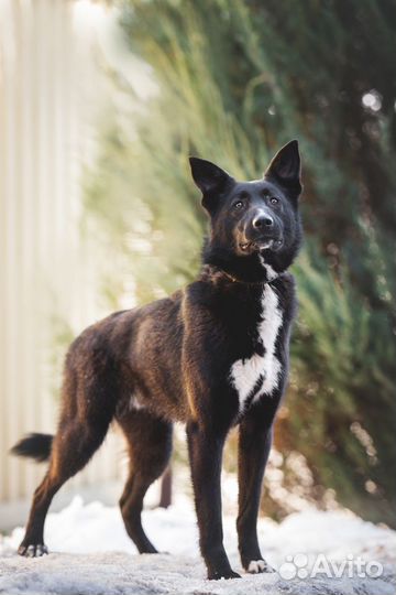 Метис русско-европейской лайки в добрые руки