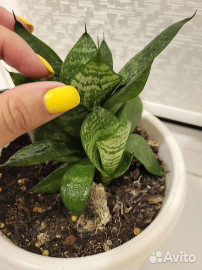 Сансевиерия