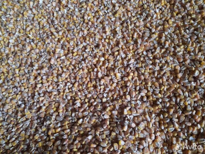 Кукуруза зерно