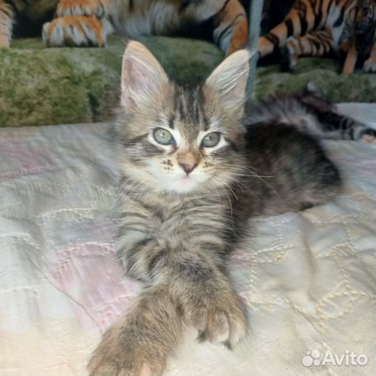 Котята мейн-кун