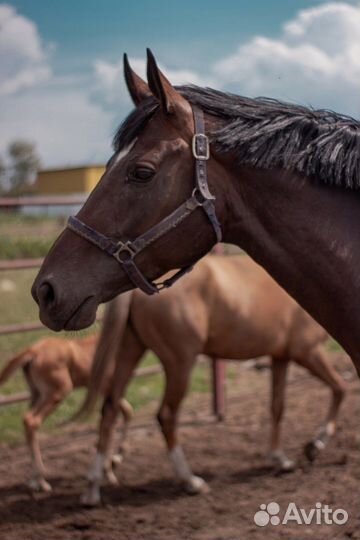 Спортивные лошади