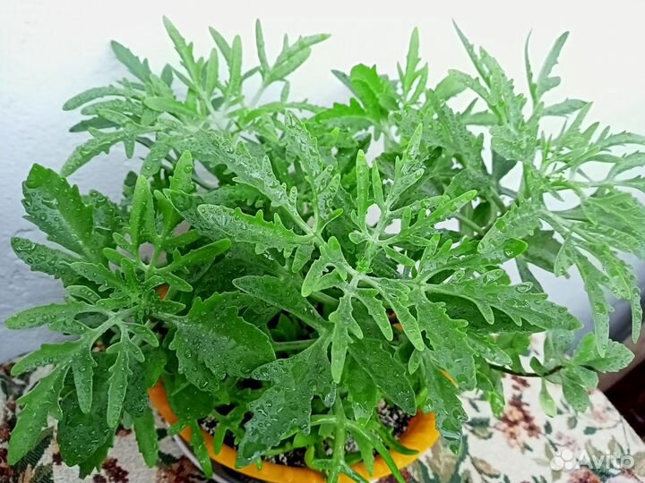 Каланхоэ лациниата, оленьи рожки, рога