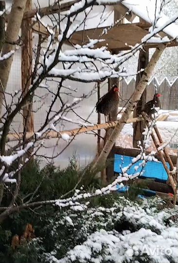 Фазаны Трагопан Темминка, золотой