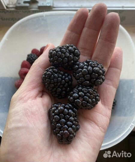 Саженцы ежевики