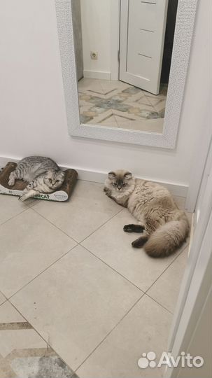 Котик для вязки