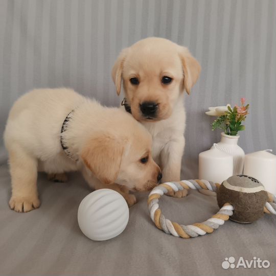 Лабрадора щенки