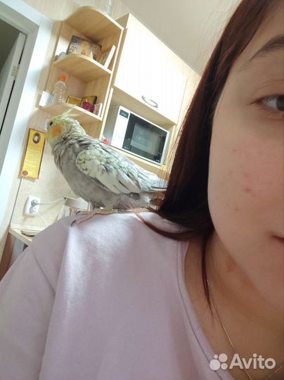 Попугай корелла девочка с клеткой