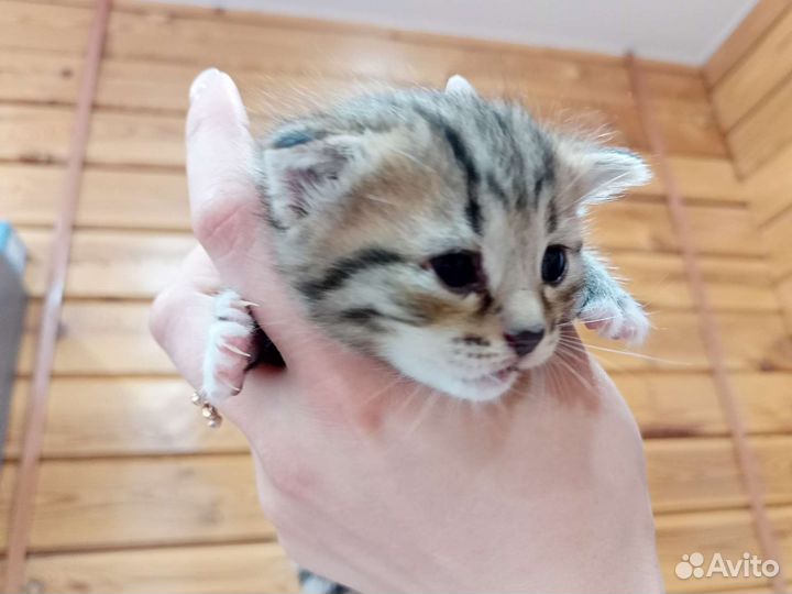 Котенок шотландский полукровка