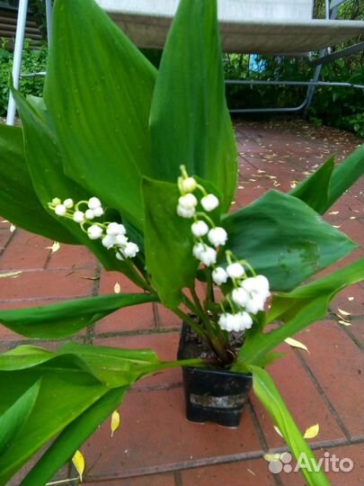 Многолетники, рассада