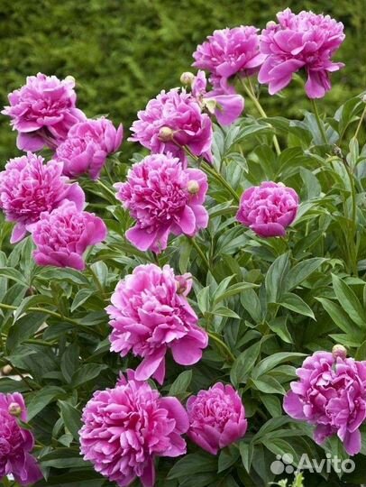 Юкка нитчатая