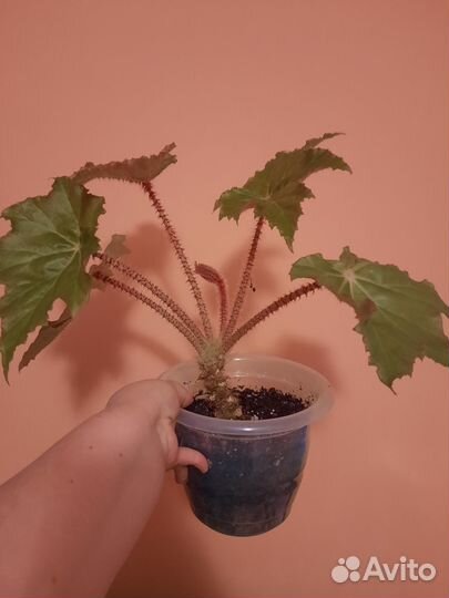 Отдам королевскую бегонию без горшка
