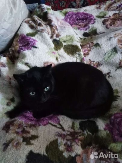 Кошечка Багира в добрые руки