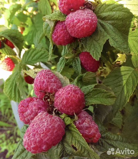 Ремонтантная малина