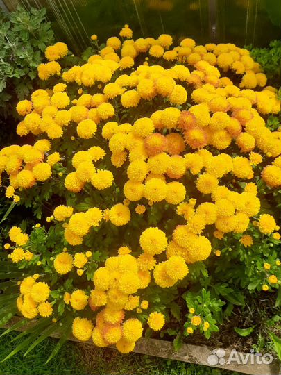 Хризантема корейская махровая, оранжевая и др