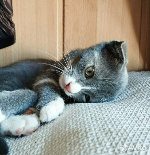 Вислоухий котёнок (девочка)