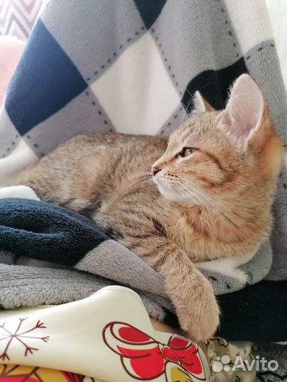 Кошечка в добрые руки