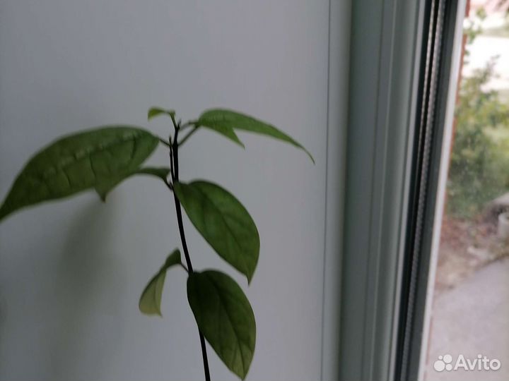 Клеродендрум Томпсона