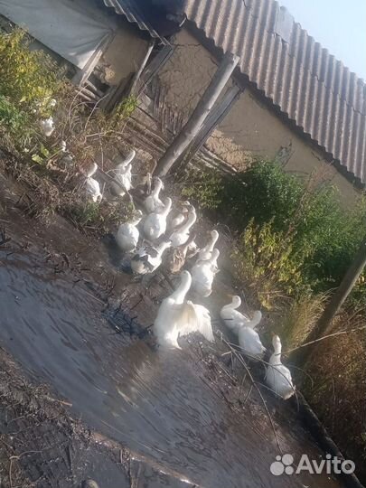 Утки на мясо