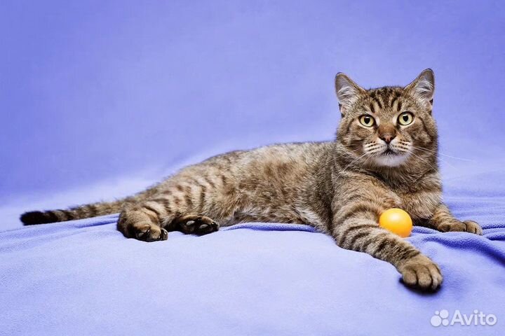 Барский Котик Барон