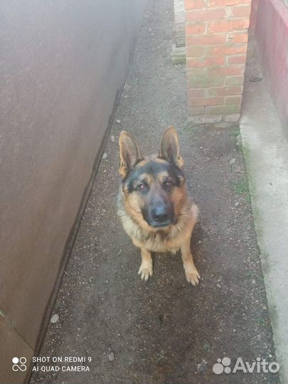 Мальчик немецкой овчарки ищет девочку для вязки