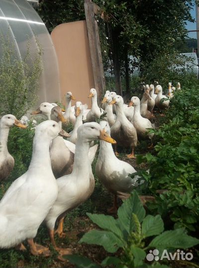 Утки бройлерные