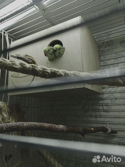 Птенцы волнистый попугай