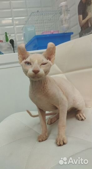 Котята сфинкс эльф