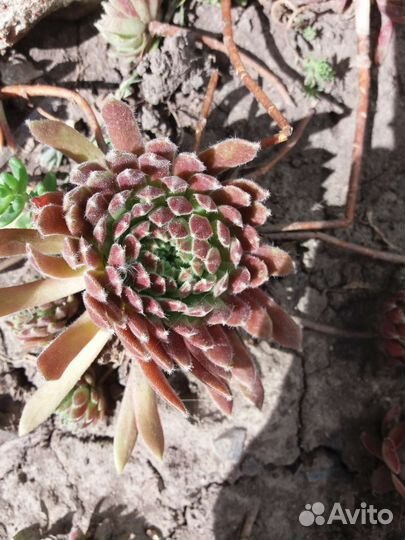 Молодило каменная роза 20 сортовг