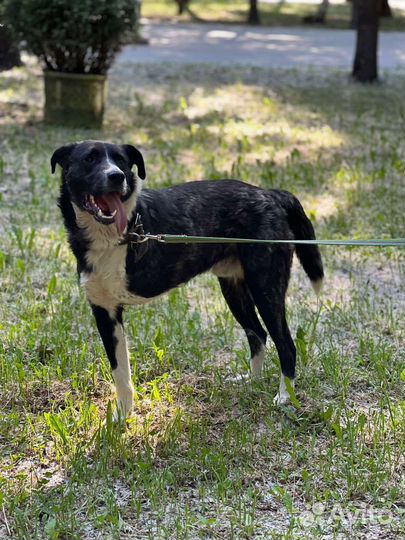 Добрейший пёс Юпитер ищет дом