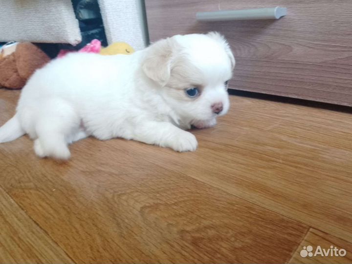 Щенки чихуахуа